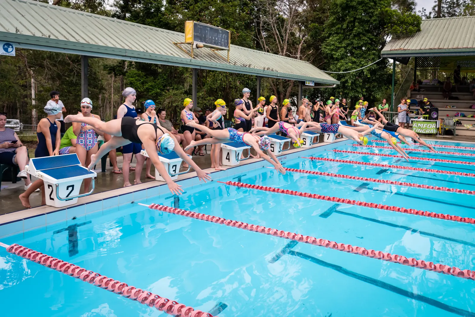 Swimmers diving off the blocks at a Samford club night